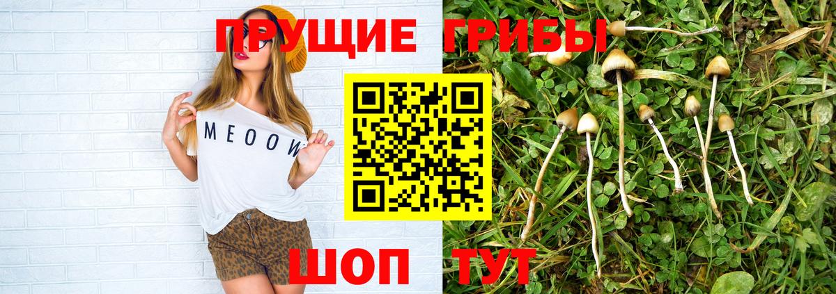 Псилоцибиновые грибы Psilocybine cubensis Карталы